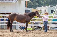 Albion Fair Wed-Halter
