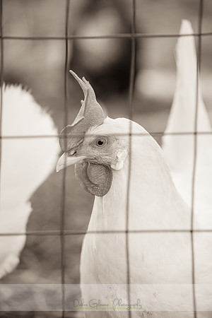 20151101-IMG_0134-2
