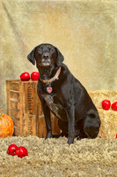 20131102-IMG_0247-Edit
