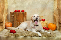 Furry Friends-Cherished Cockers Event