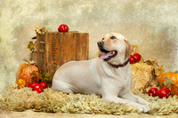 20131102-IMG_0248-Edit
