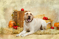 20131102-IMG_0253-Edit