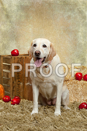 20131102-IMG_0243-Edit